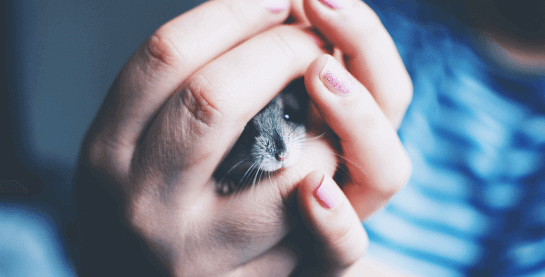umzug-spezialumzug-tiertransport-hamster-roggendorf Hamster zwischen Haenden