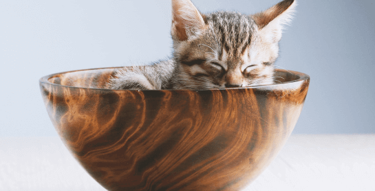 umzug-spezialumzug-tiertransport-katze-roggendorf Katze in einer Schale