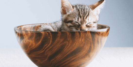 Katze in einer Schale